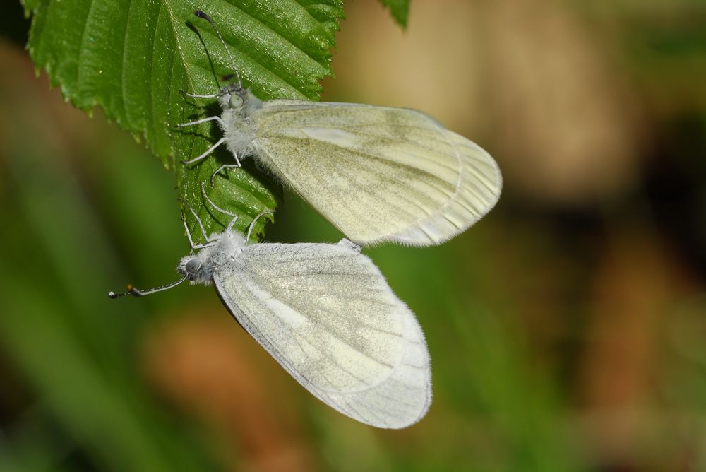 Copula di Lepdidea sinapis